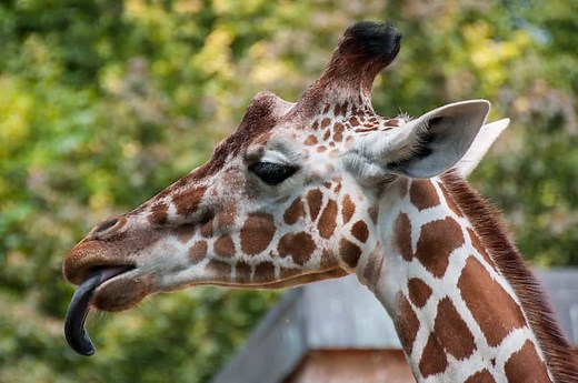 Why Is The Giraffe's Tongue Blue? (Clear explanation) - Animal World Facts