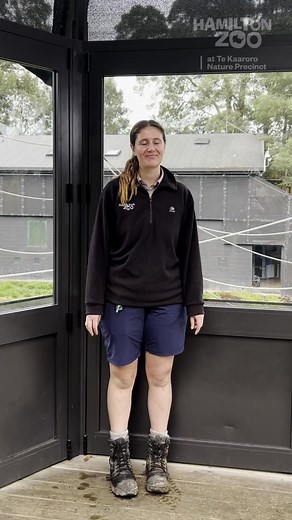 Big love is on the way! 💓 Our zoo family is growing, and here’s the very first glimpse of our baby chimp. Nurtured with expert care and surrounded by kindness, this little one is due to arrive any day now—and we can’t wait to welcome the newest member of our troop! | Hamilton Zoo