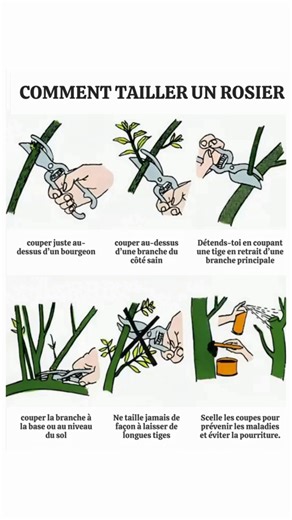 🌹 Taille du rosier : les bases pour un rosier en pleine santé ✂️🌿 1️⃣ Préparatifs essentiels • Gants en cuir pour se protéger des épines • Sécateur bien aiguisé, de préférence à lames croisantes (bypass) • Scie d’élagage pour les rosiers anciens ou très ramifiés 📆 Quand tailler selon le climat • Régions froides : fin de l’hiver, après les dernières gelées • Zones tempérées : 3 à 4 semaines avant la fin des gelées • Zones chaudes : pendant la période de croissance lente ✂️ Comment tailler effi
