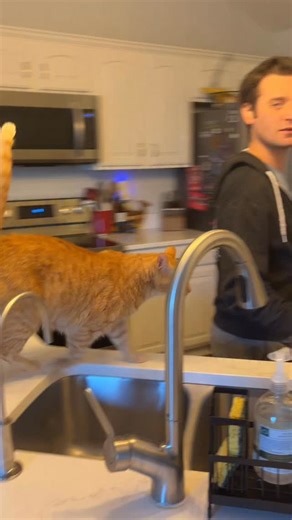 WILLY WONKY | Wobbly Feline🐾 on Instagram: "Dinner time!!! #wonkyfamily #dinnertime #fblifestyle"