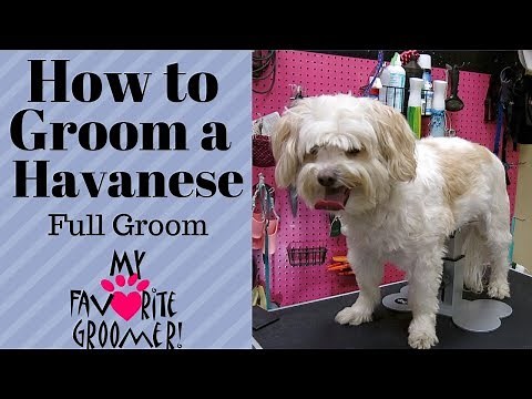 How to Groom a Havanese