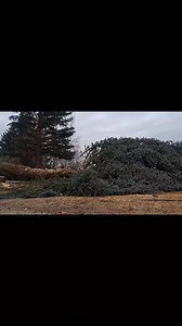 Pine tree removal (part 3) #lumberjakes #pinetree #treeremoval | LumberJake's Tree Service | Facebook