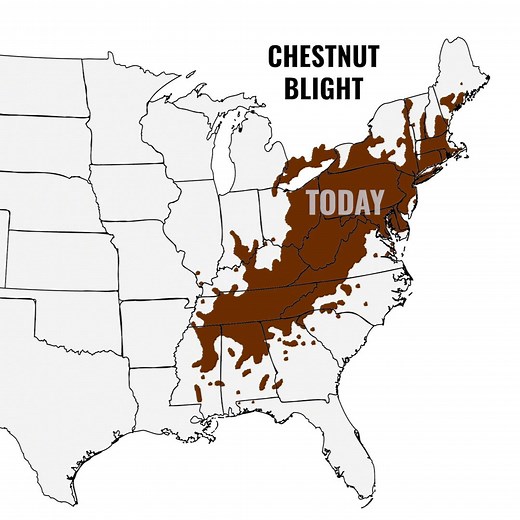 One of the greatest ecological disasters the US has ever seen. Chestnut blight wiped out the American chestnut tree in less than 50 years.⁠ A tree that once made up nearly 25% of the eastern forests was reduced to a functionally extinct species.⁠ ⁠ The Asian fungus Cryphonectria parasitica was accidentally introduced into the United States in the late 1800s. While a few diseased chestnuts were noted in the 1880s and 90s, it wasn't until 1904 that the pathogen was identified in New York City. Fro