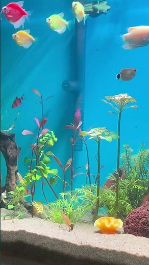 🔴 Fish Tank | Fish for Cats to Watch (4K HDR) #eel #eelfishing #gaintgourami #plantedaquarium