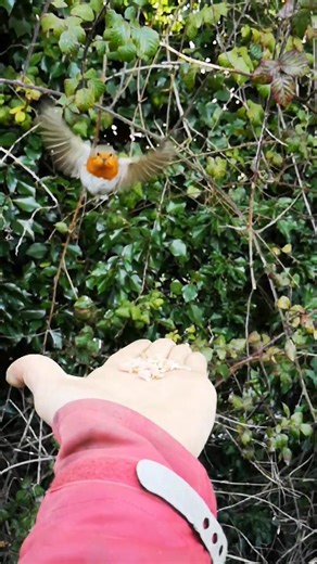 20K views · 1.9K reactions | Original speed vs Slow motion. Rio the Robin flying over to my hand for some food. Look at her pure beauty and elegance in flight. #riotherobin 李 | The Robin Whisperer | Facebook