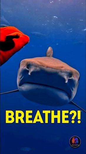 What Happens When a Shark Stops Swimming? #sharks #marinelife #oceanfacts