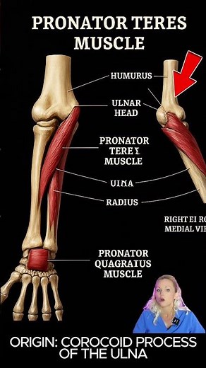 PRONATOR TERES: PRONATION