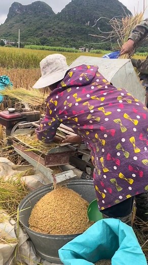 18K views · 38 reactions | Harvesting rice in a high rice field like this is so convenient. | Media 2 | Facebook