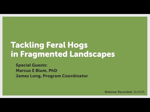 Tackling Feral Hogs in Fragmented Landscapes