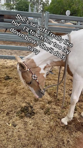 Teaching a Horse to Lay Down and Bow