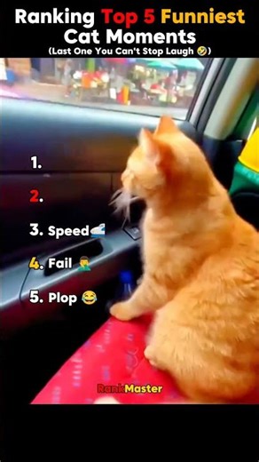 Ranking Top 5 Funniest Cat Moments