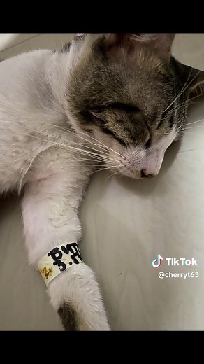 #cats #castration #recovery