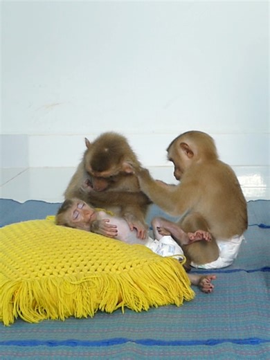 Super Cute Baby Monkey Bom's Family | Mr Bon