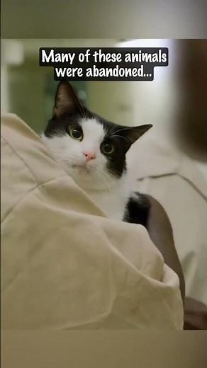 These Cats Went to Prison… and Changed Lives Forever 🐾 | MeowMate Program