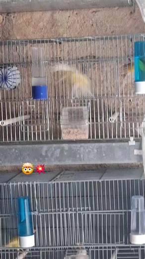 Video di Allevamento canarino 🦜 (@allevamento.canarini) con suono originale - GERARDO BENEDUCE