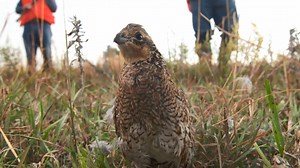 19K views · 105 reactions | ATTRACTING QUAIL: Bobwhite quail have struggled to survive in recent years. But there are habitat improvements that landowners can do to help the quail populations rebound. MDC's Dave Hoover explains in this short video. Special thanks and video courtesy: National Bobwhite Conservation Initiative. -- Kipp@MDC | Missouri Dept. of Conservation | Facebook