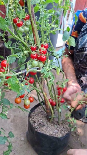 My Plantutoy Daily- Red Cherry Tomato #food