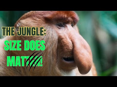 Unveiling Earth's Mysteries: The Enigmatic Proboscis Monkey