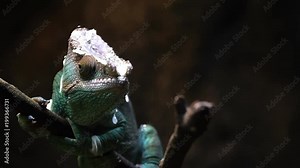 Parson Chameleon walking over twig and moving slowly