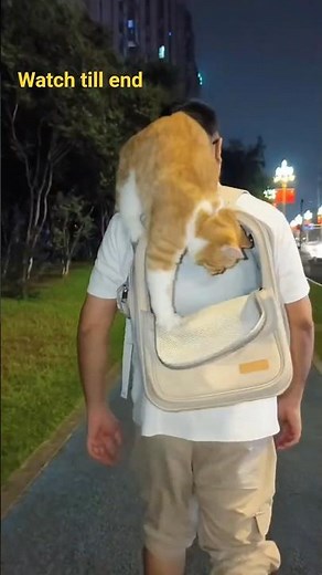 "Cat Backpack Adventure 🐾 | Cozy Carrier for Happy Cats 😻🎒 #Shorts"