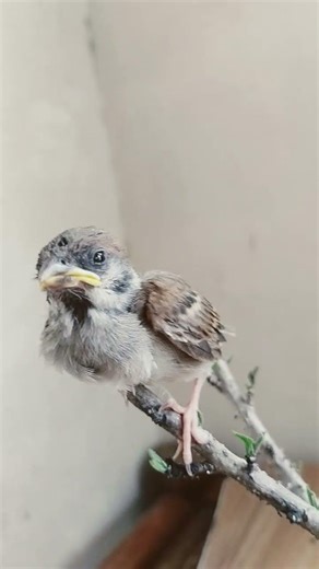 Meet Robin the Maya, a tiny explorer who crash-landed into a mango tree and lived to chirp!