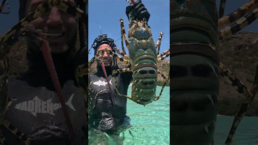 Giant Lobster vs. Normal Size Lobster