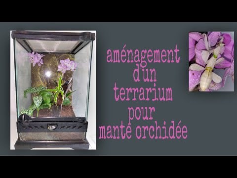 COMMENT AMENAGER UN TERRARIUM POUR MANTE ORCHIDEE