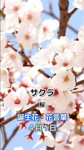 サクラ（桜） 4月1日の誕生花 花言葉