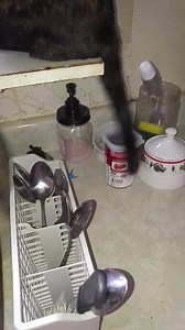 7.9K views · 13 reactions | Dancing tails!! | My Beautiful Crazy Cats | Facebook