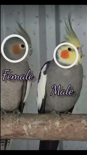 How to grab your cocktail bird in correct way #birds #cockatiel #male #female #shorts
