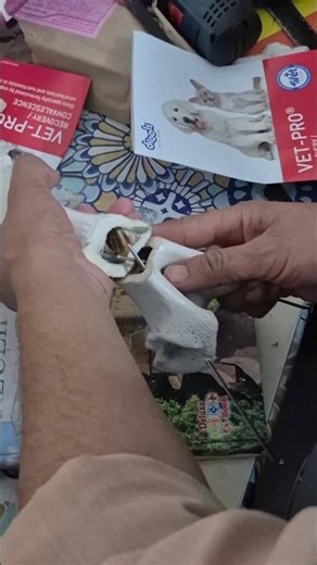 Intramedullary Pinning in long Bones 🦴 #vet #shorts #collegelife #hospital