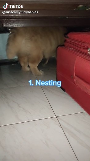 3 Signs Your Dog is About to Give Birth: Understanding Labor Symptoms