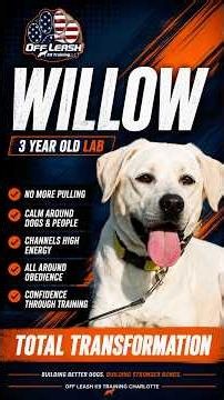 Willow 3 - Year Old Lab | One Week On Leash | Board and Train | OFF LEASH K9 CHARLOTTE