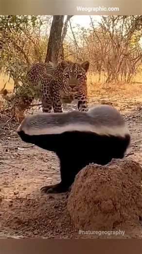 Rasim Baylan on Instagram: "A confrontation between a leopard and a honey badger. Honey badgers are known as some of the bravest animals. They fear no animal, including lions, and never back down. Whether it's a tiger, a bear, a leopard, or even an elephant, they immediately begin a fight. Here, a honey badger, upon seeing a leopard, attacks it without wasting any time. #honeybadger #leopard #wildanimals #weographic #wildcat"