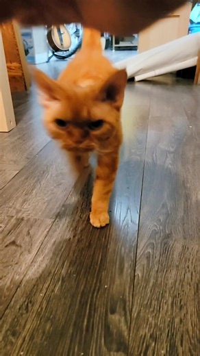 @tiktok We need verification please😂 #alfans