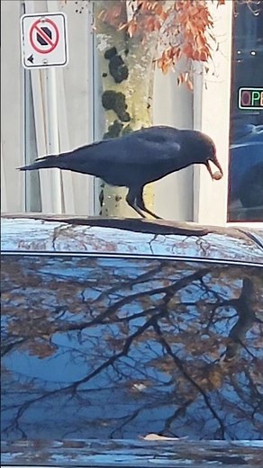 crow breaking nut #crow #bird #breaking #nut