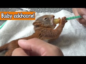 Baby eekhoorn voeren | DierenpraatTV