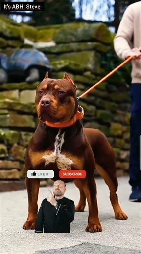 Alpha Breed Spotted Live 🔥#alphabreed #pitbullpower #ytshortsindia #shorts #viralshorts #dogreels