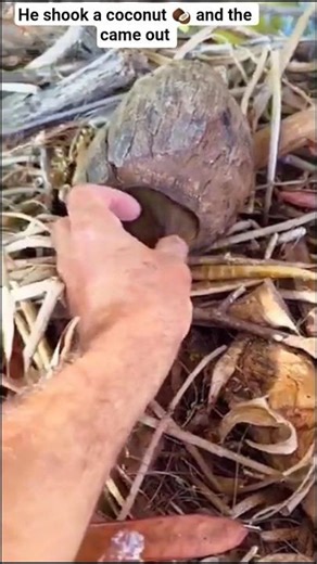 This Coconut Was Hiding a Naughty Hamster 🥥🐹