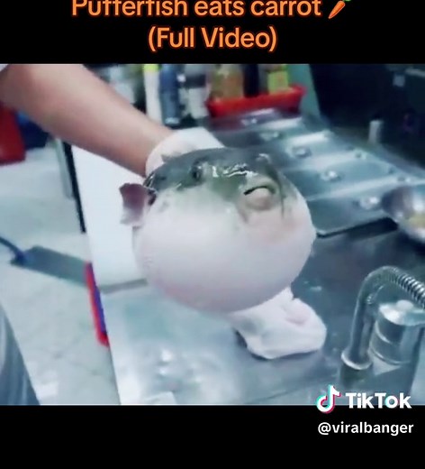 Pufferfish eats carrot 🥕 (Full Video) #pufferfisheatingcarrot #pufferfishfun #pufferfishchallenge #pufferfish