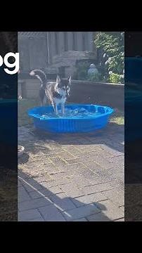 Dog Plays in Pool For First Time || ViralHog