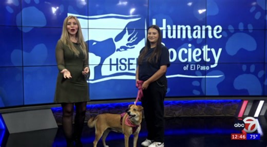 Sweet lab mix seeks home