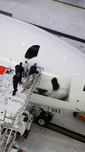 🐼 ✈️ Aboard the FedEx Panda Express, beloved giant pandas Bao Li and Qing Bao embark on an exciting journey! They arrived safely at the Smithsonian’s National Zoo Washington, D.C. last month on an aircraft featuring a decal using 3M's Aircraft Graphic Films. #3Mwraps #3Mfilms #graphicfilms #DCpandas 3M Films | 3M