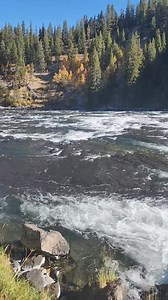 Harlequin ducks and fall colors along the Yellowstone River yesterday...such pristine autumn days... Yellowstone National Park | T. Lyn Neufeld Photography