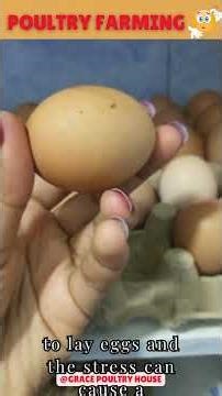 Why Is There Blood On The Egg Shells?! #egg #poultryfarming#shorts