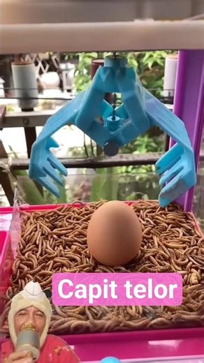 take the egg‼️deisheanddorie