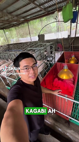 Essential Tips for Successful Pig Farming