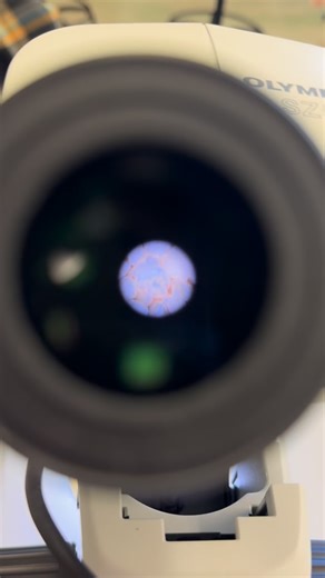 Ashley Getz on Instagram: "A view into the kingdom of Protista!🔬 ~A quick lesson: 🔹 There are three domains that all life falls under divided by either being a prokaryote (only unicellular organisms with no membrane bound organelles) & eukaryotes (unicellular & multicellular with membrane bound organelles). 🔹These three domains include: Bacteria & Archaea (prokaryotes) and Eukarya (eukaryotes). Under Eukarya there are four kingdoms: Animalia (animals), Plantae (plants), Fungi, and Protista (p