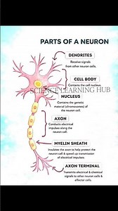 Parts of a Neuron Explained #neet #biology #ytshorts #aishorts #nervoussystem #views #ytviral #mcq