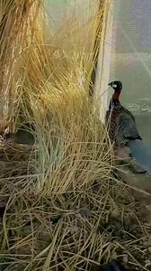 Back partridge breeding | Birds Lover